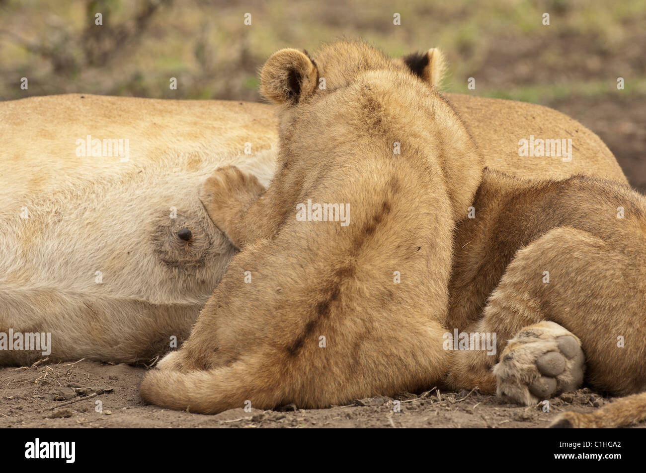 Stock photo de soins infirmiers des lionceaux. Banque D'Images