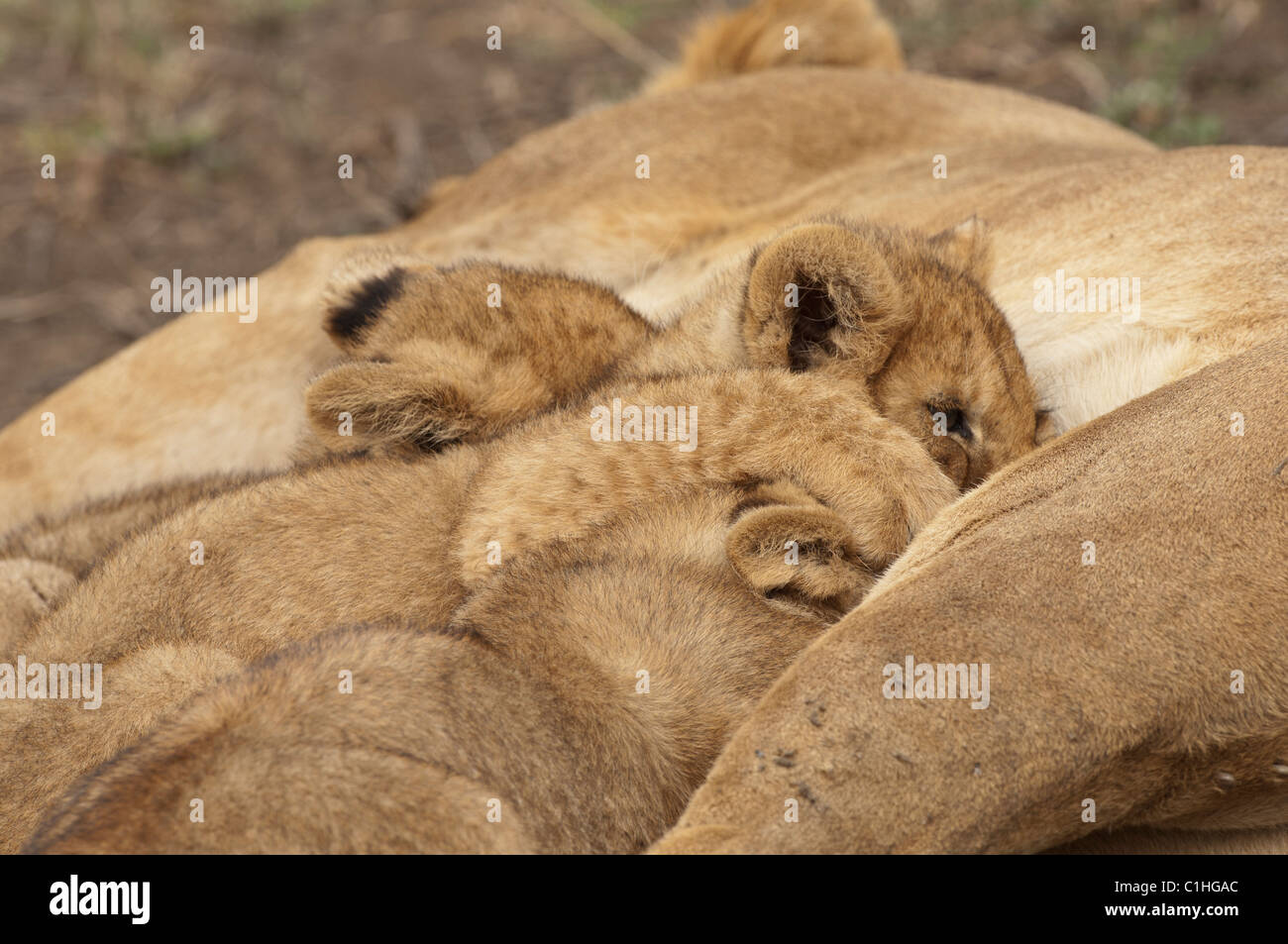 Stock photo de soins infirmiers des lionceaux. Banque D'Images