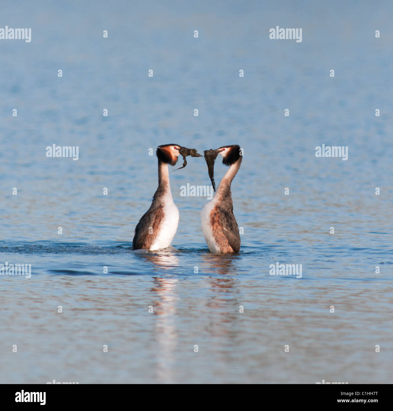 Beaucoup de grèbes huppés Podiceps cristatus en parade nuptiale effectuant la danse des mauvaises herbes Banque D'Images