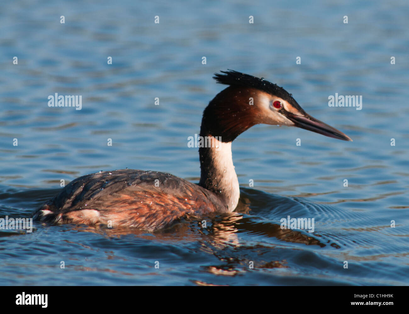 Grèbe huppé (Podiceps cristatus) Banque D'Images