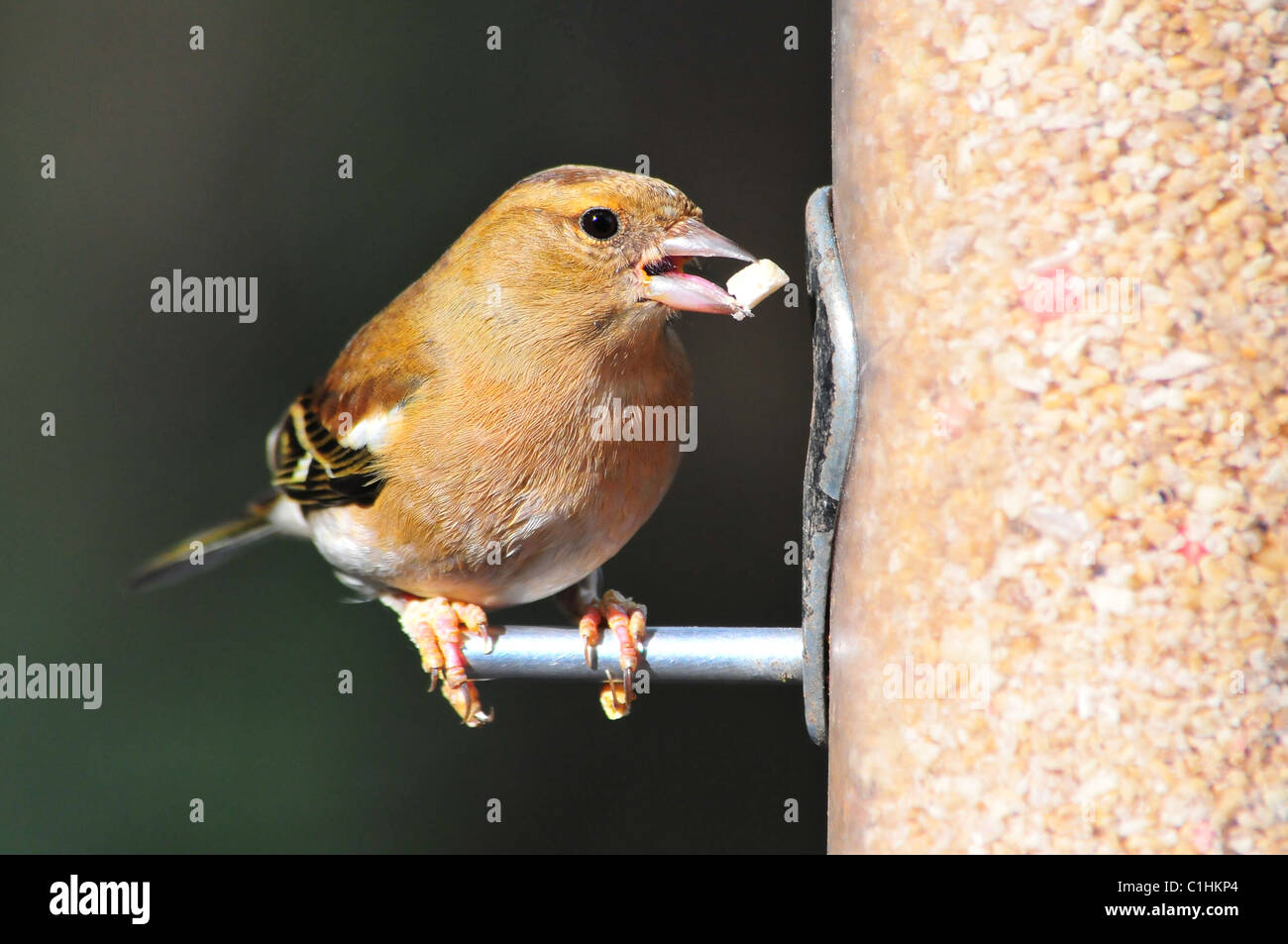 Chaffinch femelle sur le convoyeur d'alimentation Banque D'Images