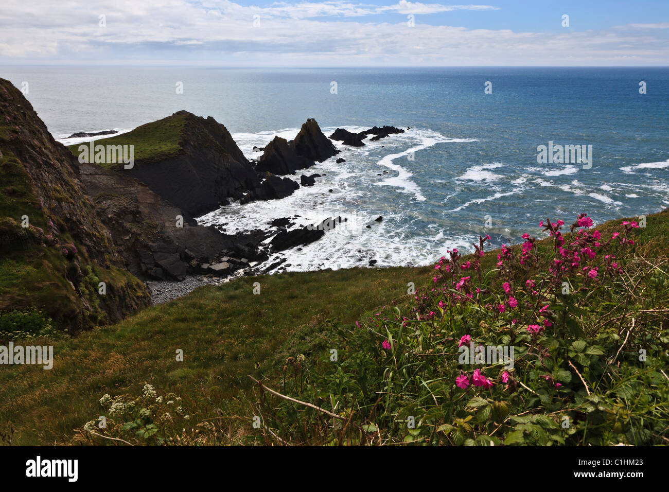 Vue depuis le chemin de la côte sud ouest de l'état sauvage, côte rocheuse à Hartland Quay, Devon, Angleterre Banque D'Images