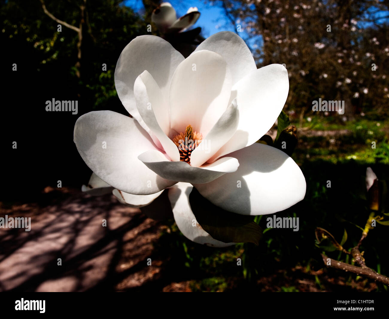 Magnolia (Magnolia soulangeana) fleur. Banque D'Images