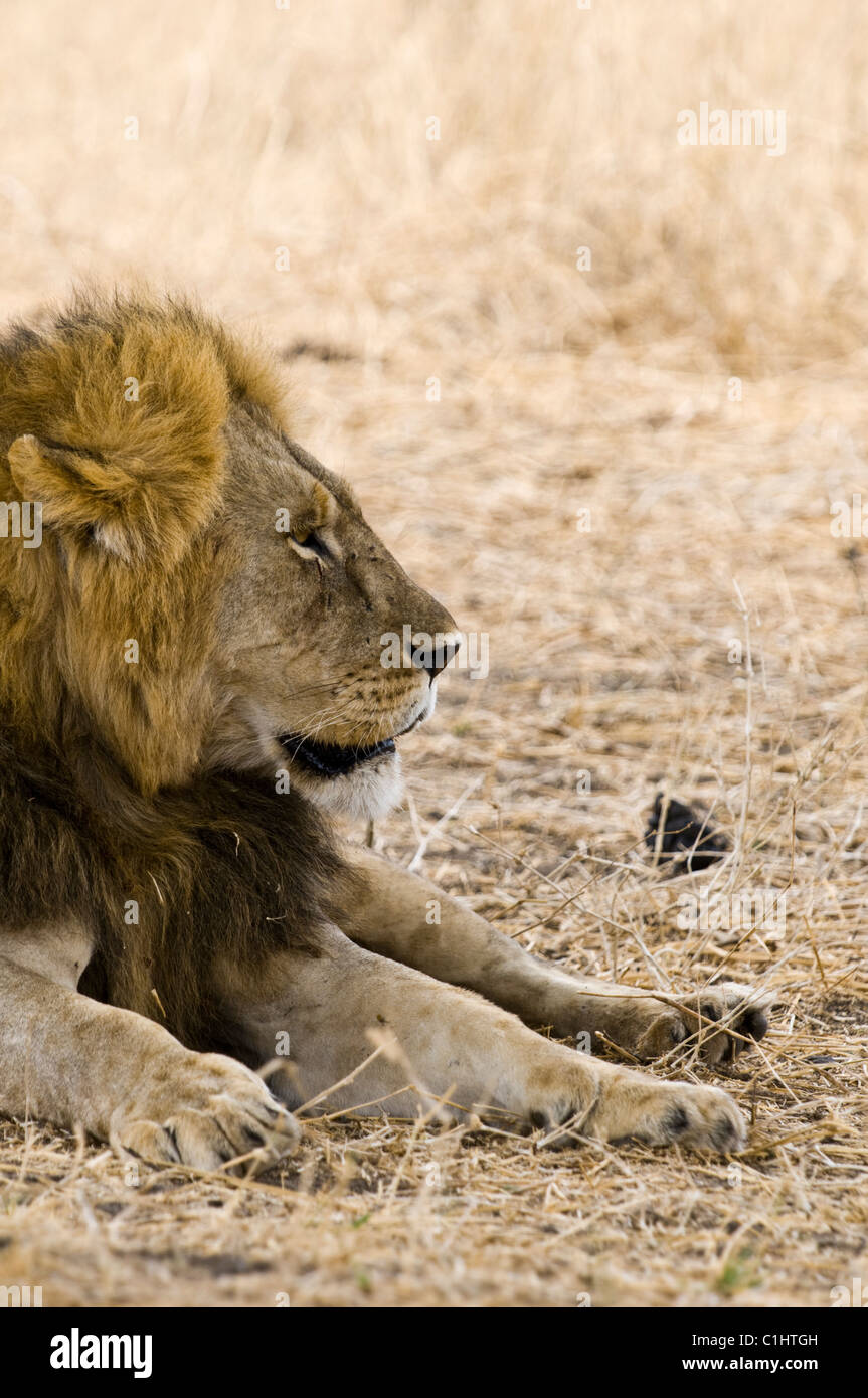 Les Lions africains sur un safari, Tanzanie, Afrique du Sud Banque D'Images