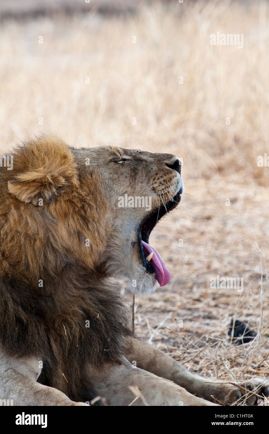 Les Lions africains sur un safari, Tanzanie, Afrique du Sud Banque D'Images