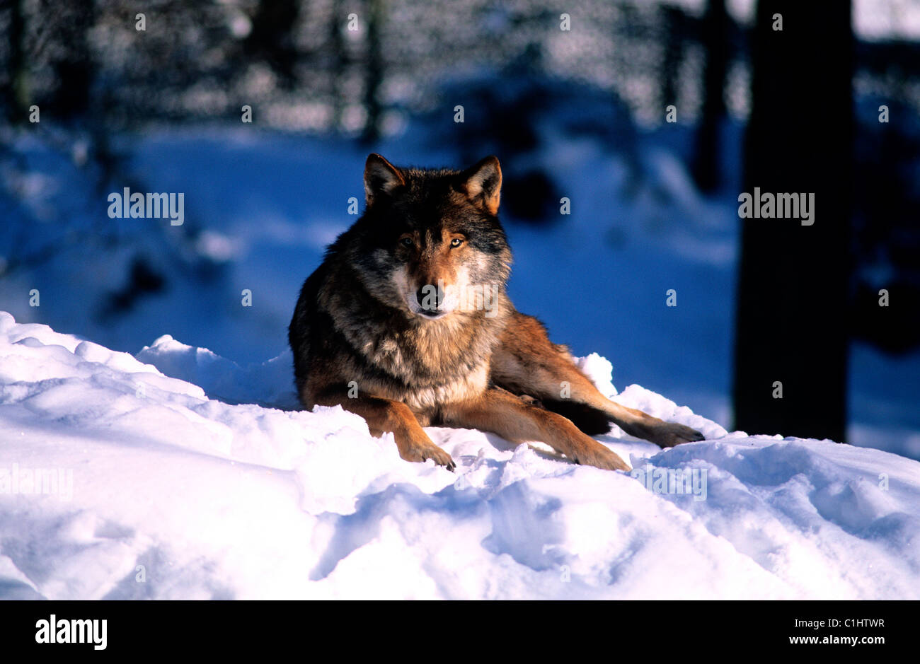 La Suède, Stockholm, le loup dans la forêt Banque D'Images