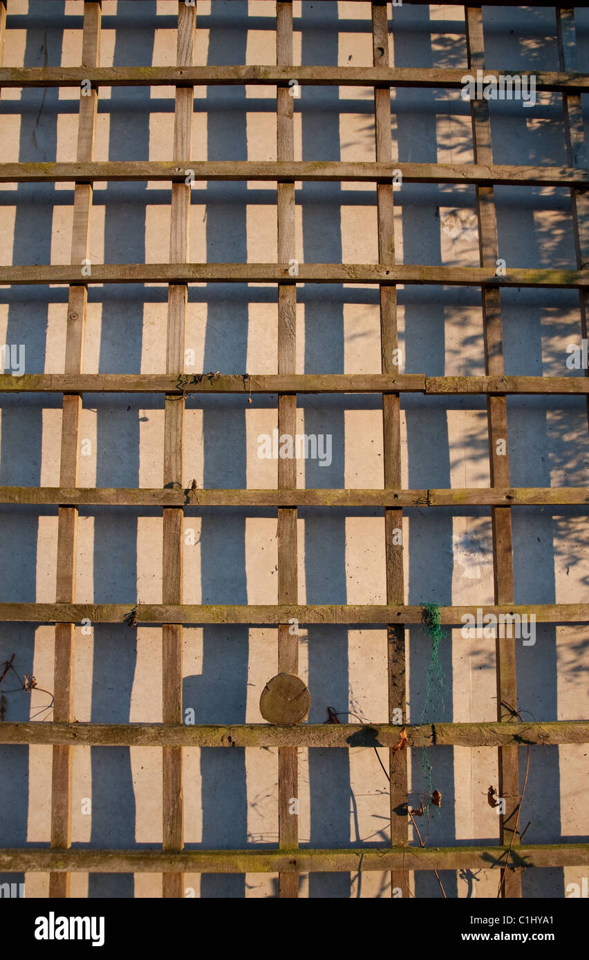 Une section de treillis en bois léger de soutien de l'usine contre un mur de béton. Banque D'Images