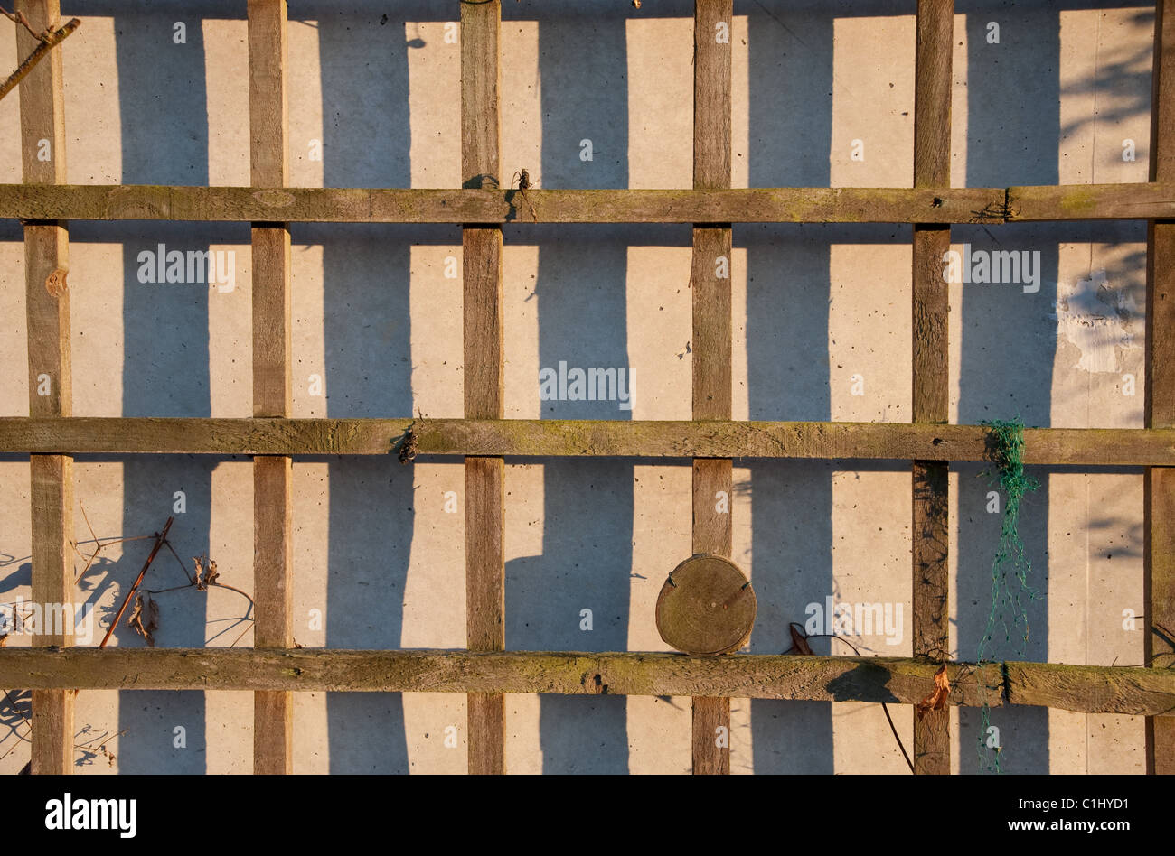 Une section de treillis en bois léger de soutien de l'usine contre un mur de béton. Banque D'Images