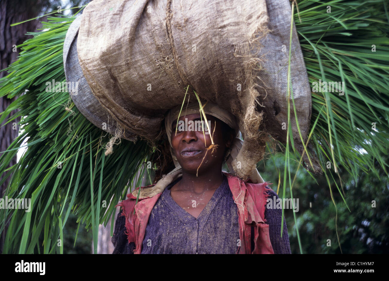 Femme Malgache Betsileo transportant la récolte de riz sur la tête, près de Fianarantsoa, hauts plateaux, Madagascar Banque D'Images