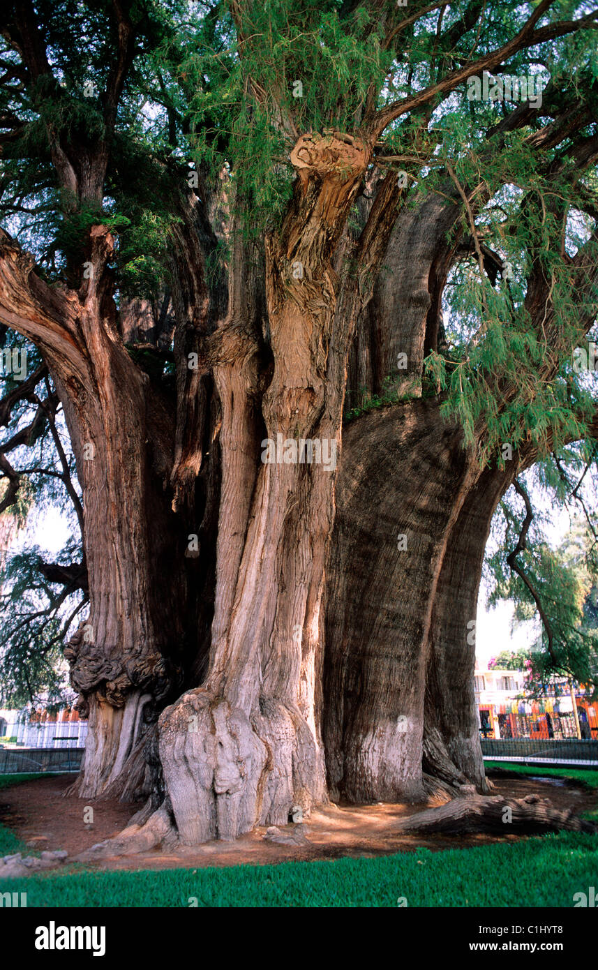 Le Mexique, l'État de Oaxaca, vieil arbre Banque D'Images