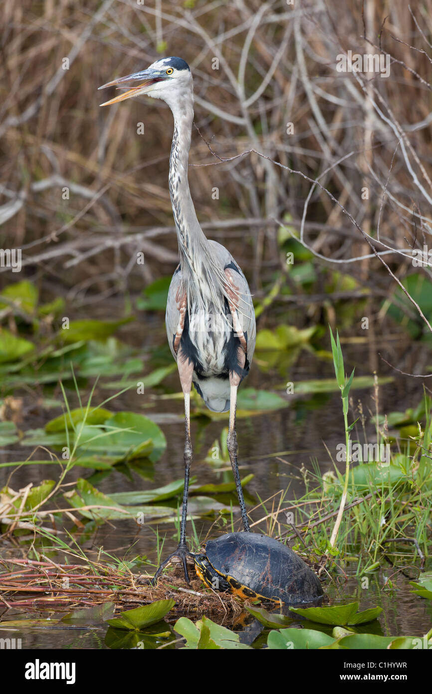 Grand Héron (Ardea herodias) dans le parc national des Everglades en Floride avec turtle Banque D'Images