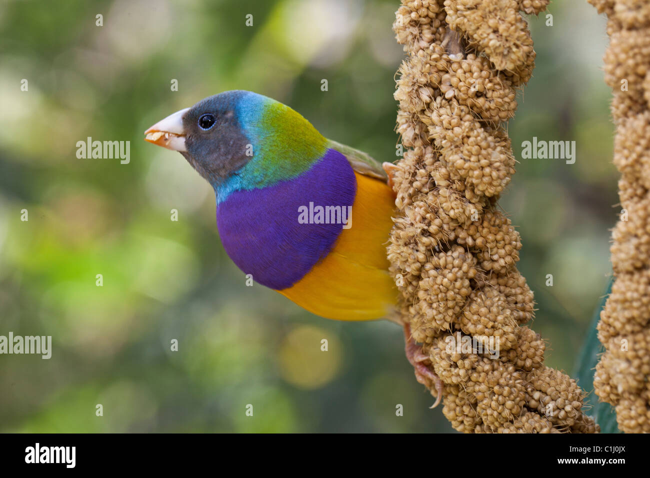 Lady Gouldian finch perché au petit matin Banque D'Images