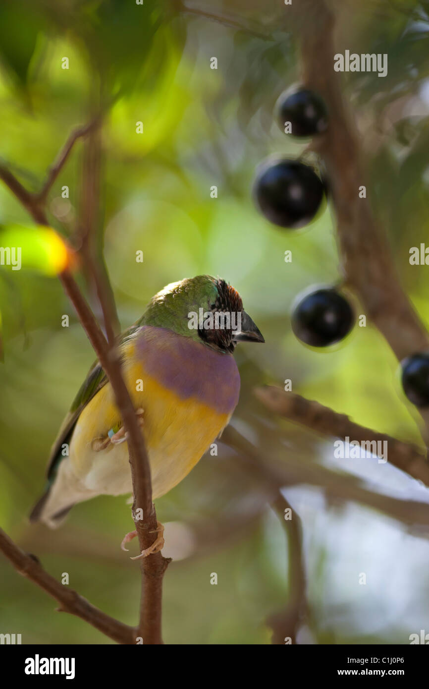Lady Gouldian finch perché au petit matin Banque D'Images