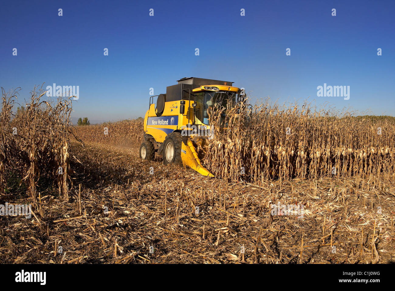 Moissonneuse-batteuse, sur champ de maïs Banque D'Images