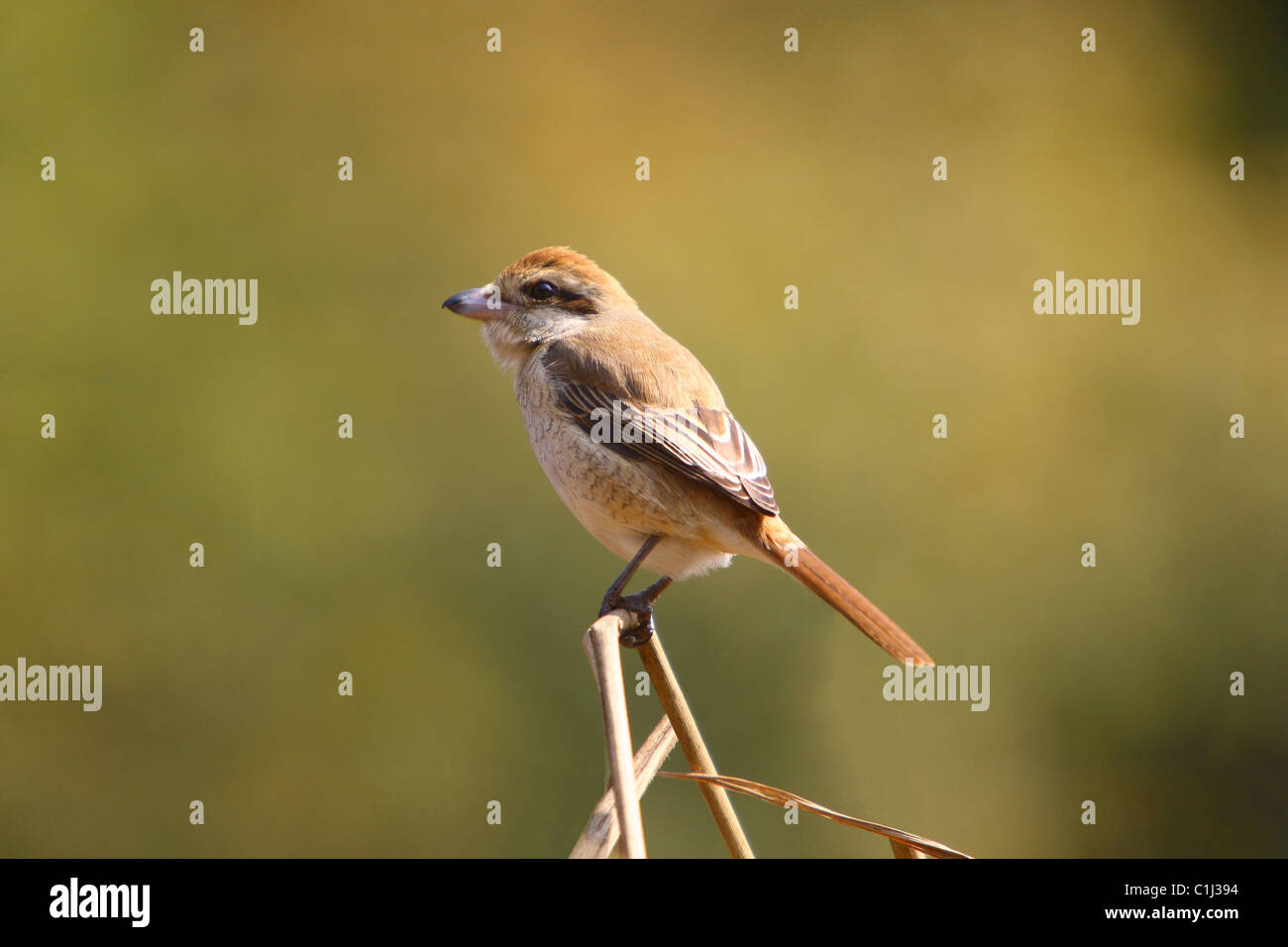 Une Pie-grièche brune (Lanius cristatus) assis sur une branche Kanha National Park, Inde Madhyapradesh Banque D'Images