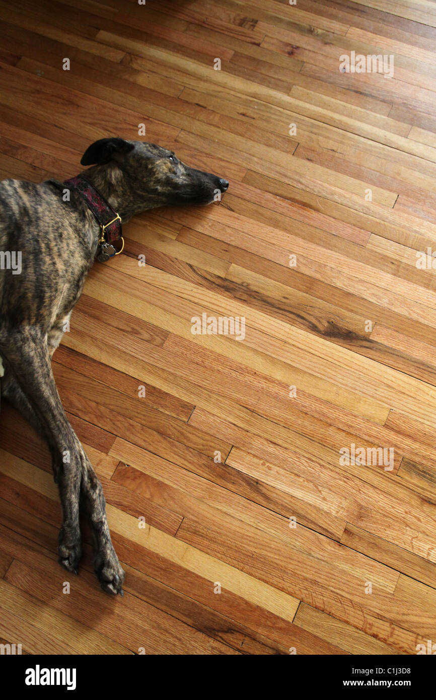Un chien lévrier couché sur un plancher en bois. Banque D'Images