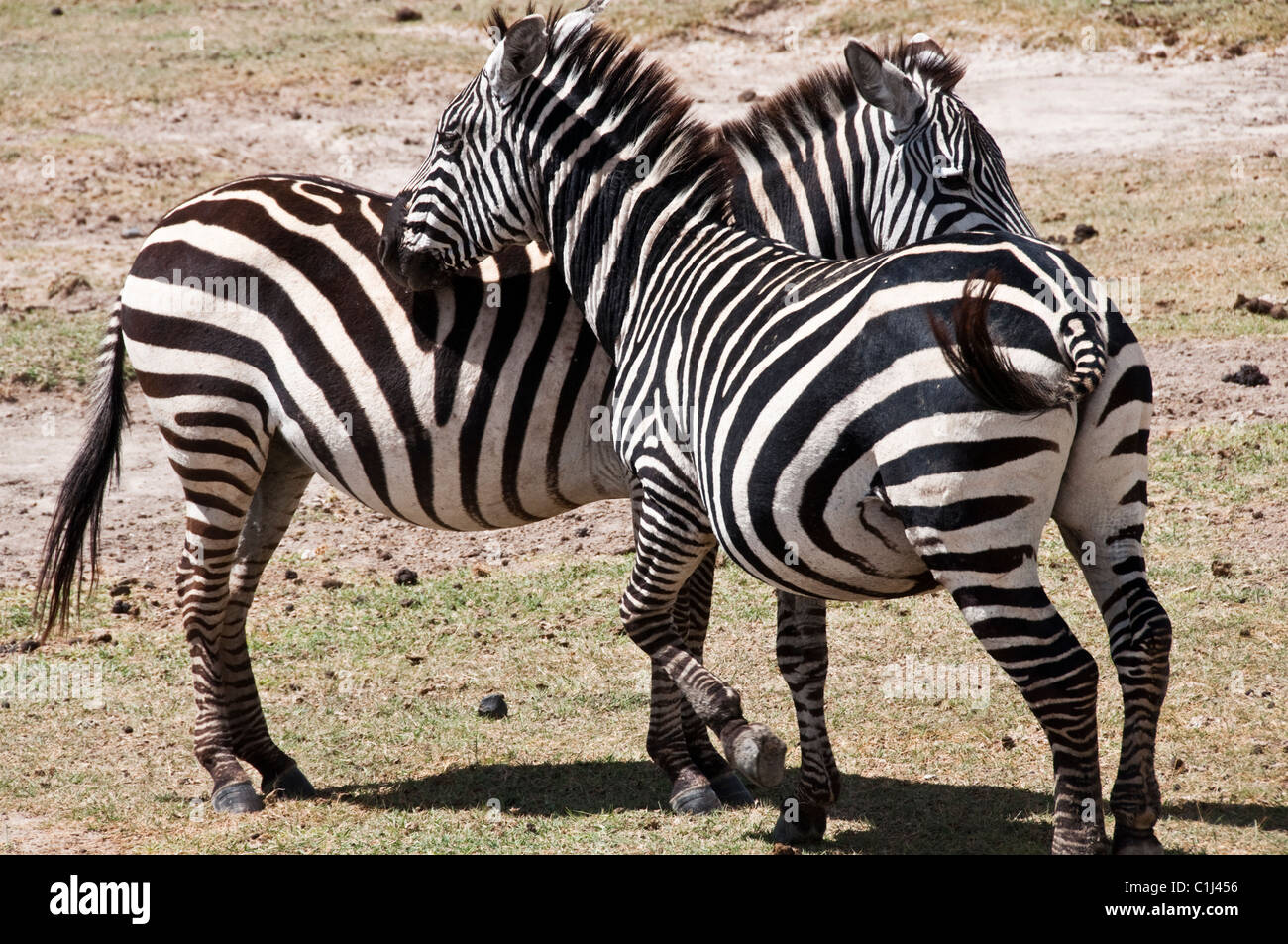 Les zèbres en Tanzanie Safari Serengeti Banque D'Images