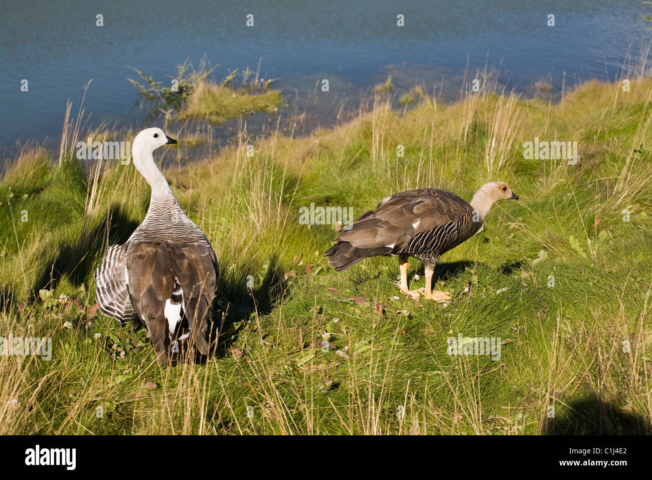 Oie des hautes terres, np Tierra del Fuego Banque D'Images