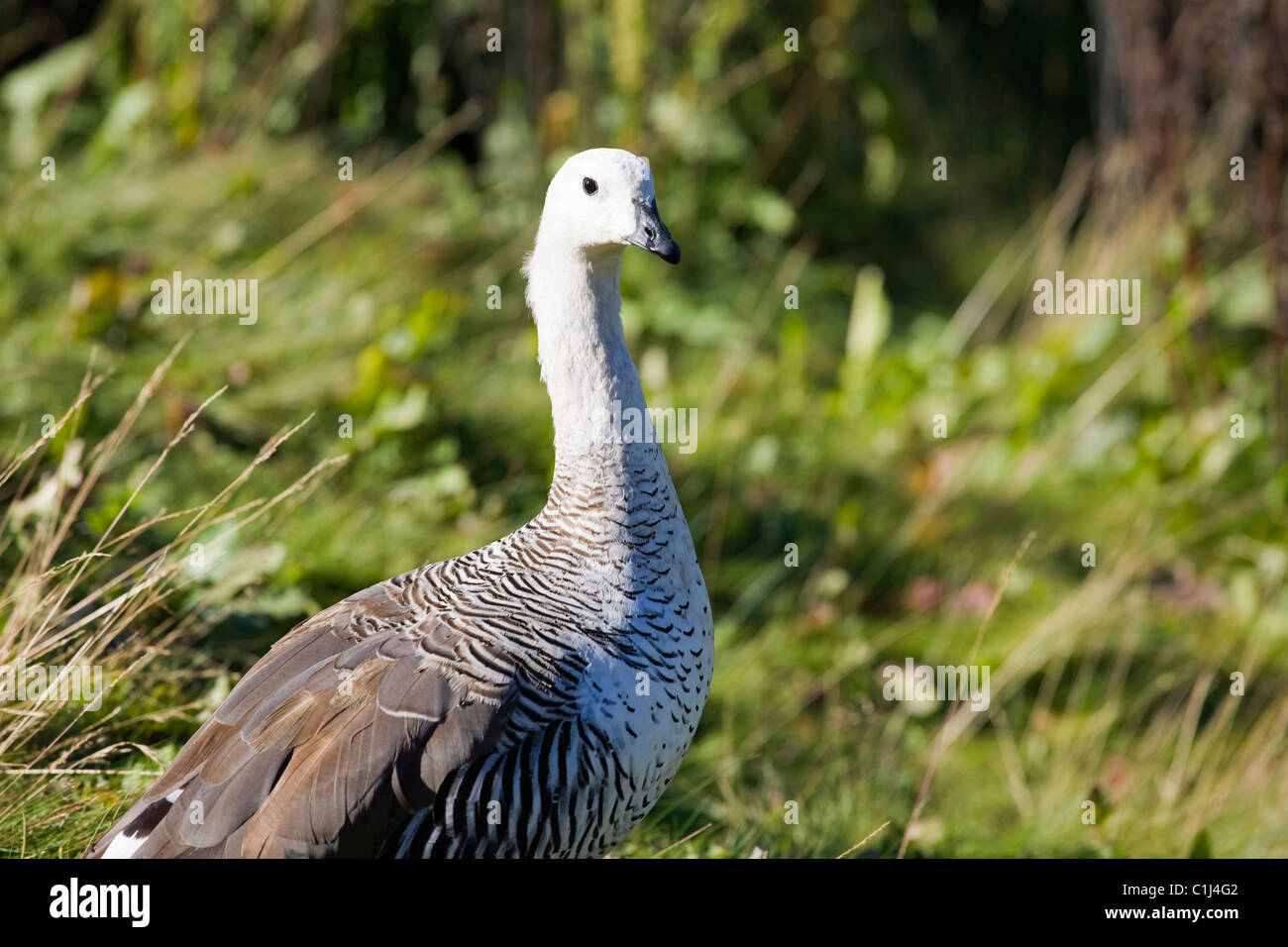 parque-nacional-de-tierra-del-fuego-banque-de-photographies-et-d-images