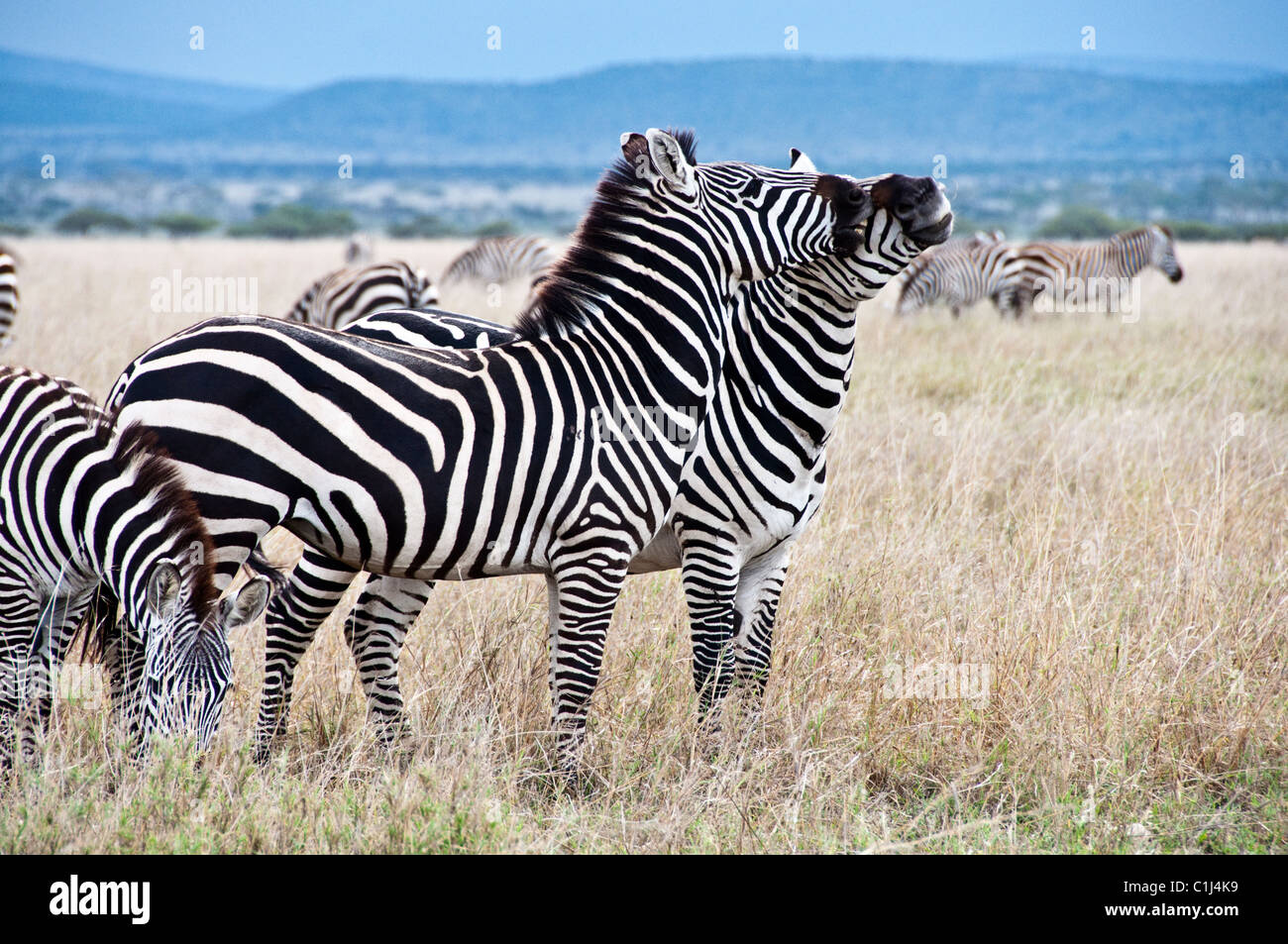 Les zèbres en Tanzanie Safari Serengeti Banque D'Images