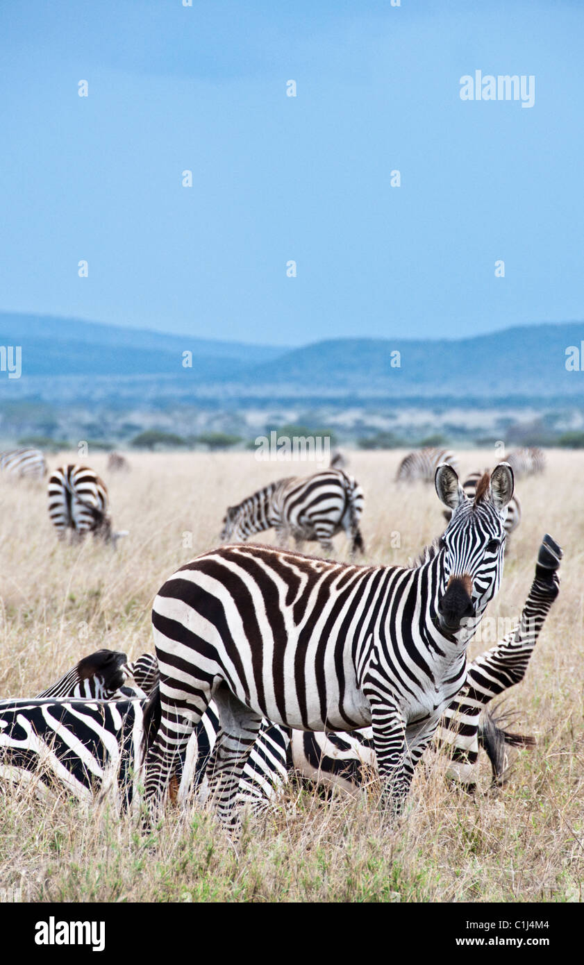 Les zèbres en Tanzanie Safari Serengeti Banque D'Images