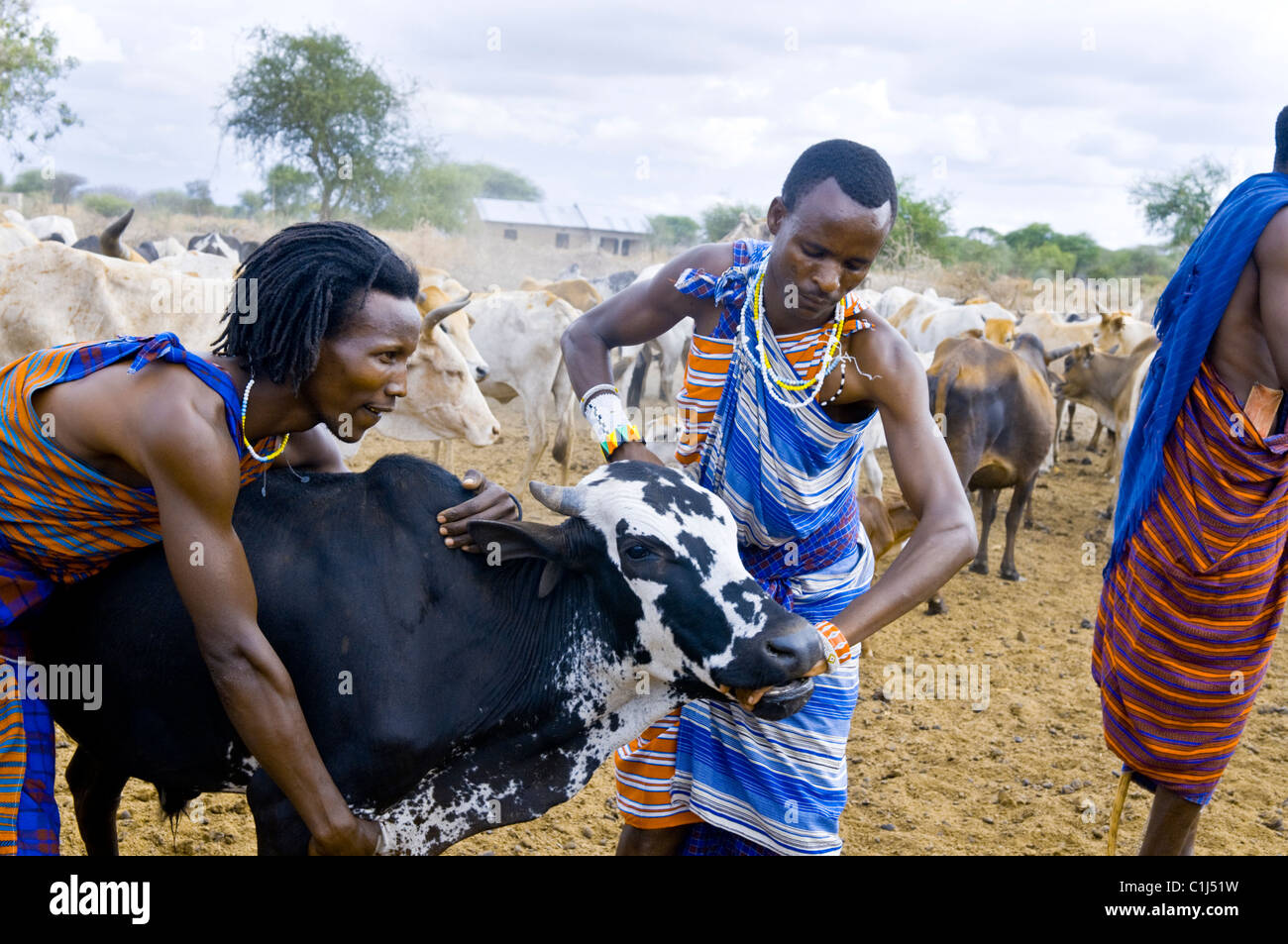 Masai Village, Serengeti, Tanzanie Dessert Banque D'Images