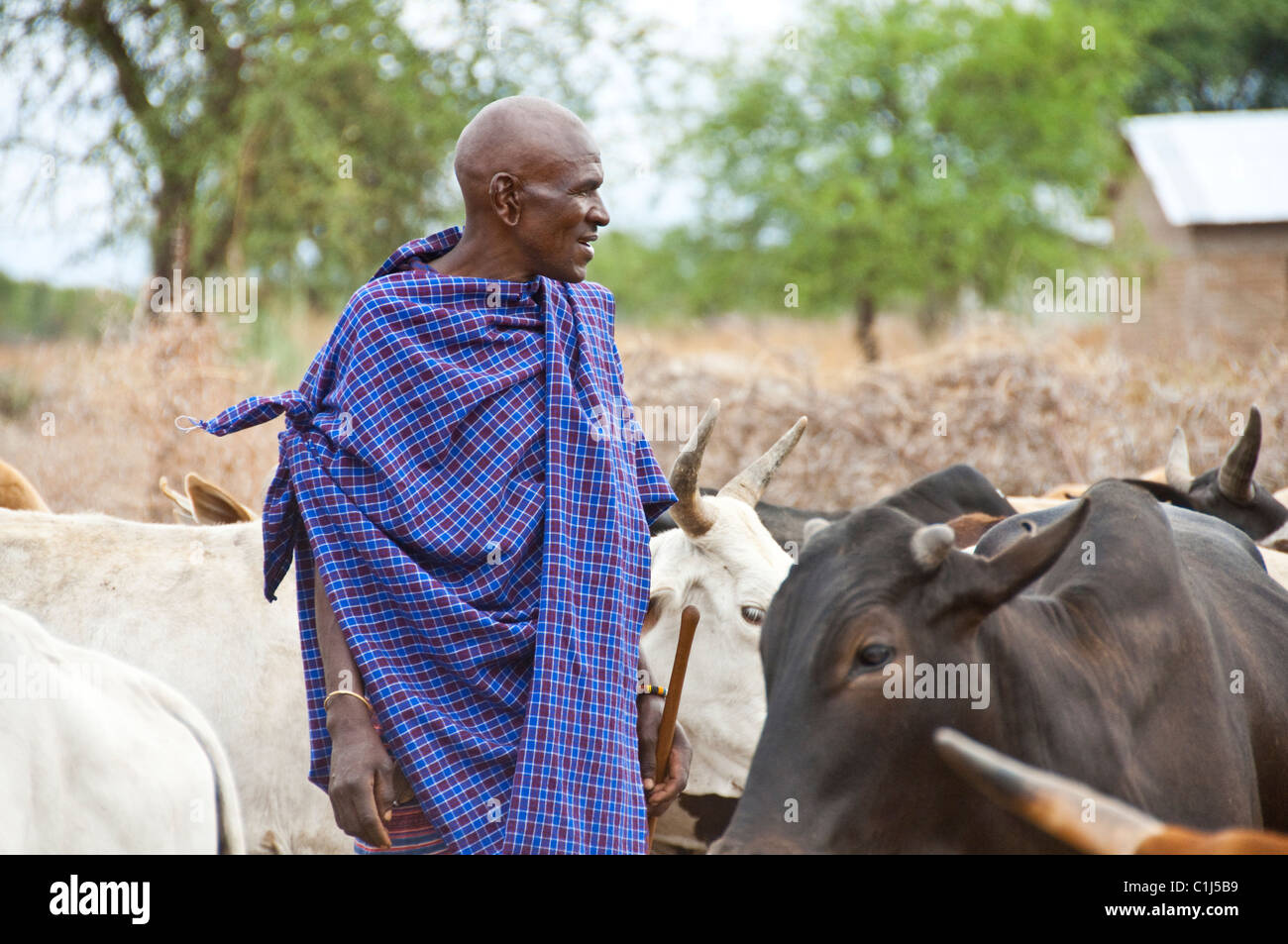Masai Village, Serengeti, Tanzanie Dessert Banque D'Images