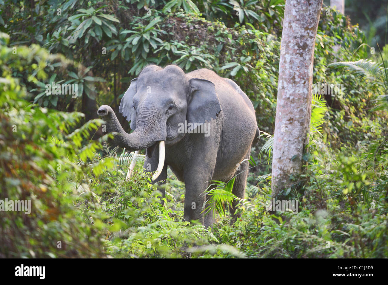 L'éléphant indien (Elephas maximus indicus) jeune mâle, parc national de Kaziranga Inde Aasam Banque D'Images