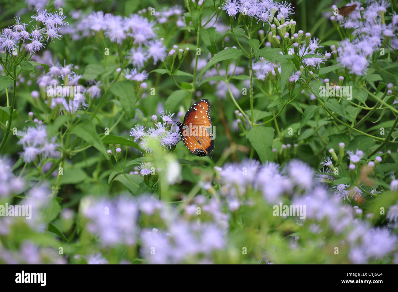Un seul soldat noir et orange (papillon Danaus eresimus) nectar de l'alimentation d'un groupe de violet fleurs sauvages dans un jardin Banque D'Images