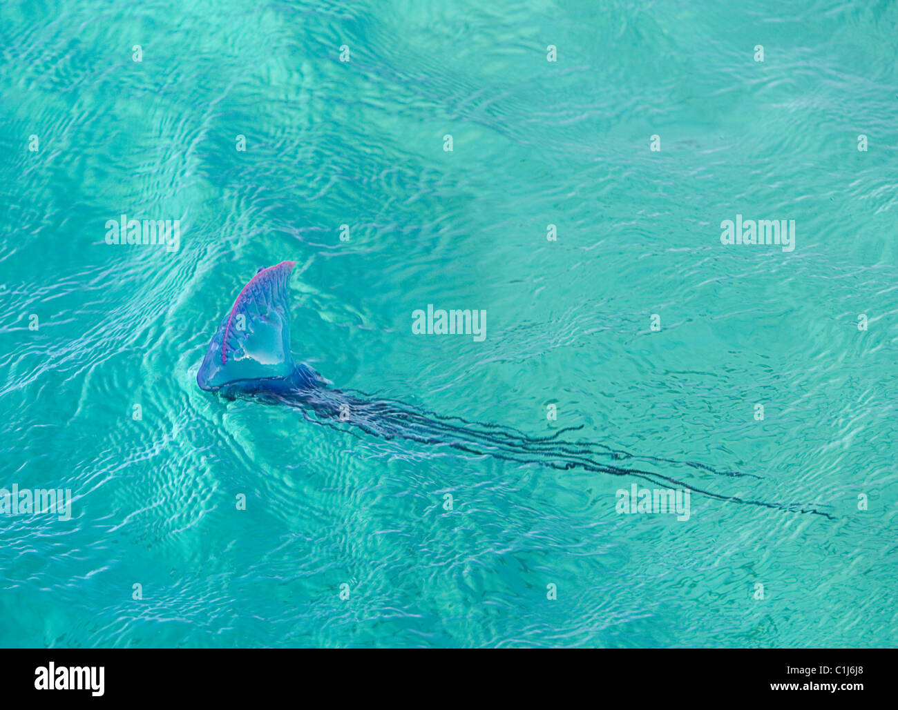 Un Portugais O' War méduses dans les eaux peu profondes à la dérive les eaux des Caraïbes. Il est également connu sous le nom de Bluebubble ou bleue Banque D'Images