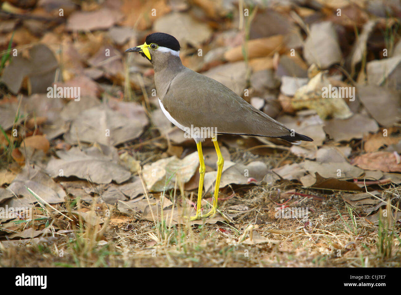 Yellow-réorganisation, sociable Vanellus malabaricus à Bandhavgarh National Park Le Madhya Pradesh Inde Banque D'Images