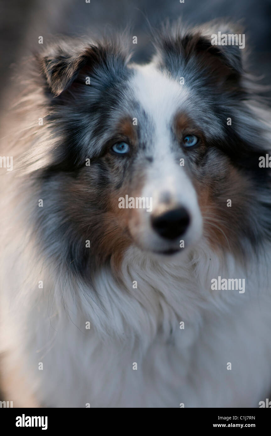 Portrait de chien Sheltie. Banque D'Images