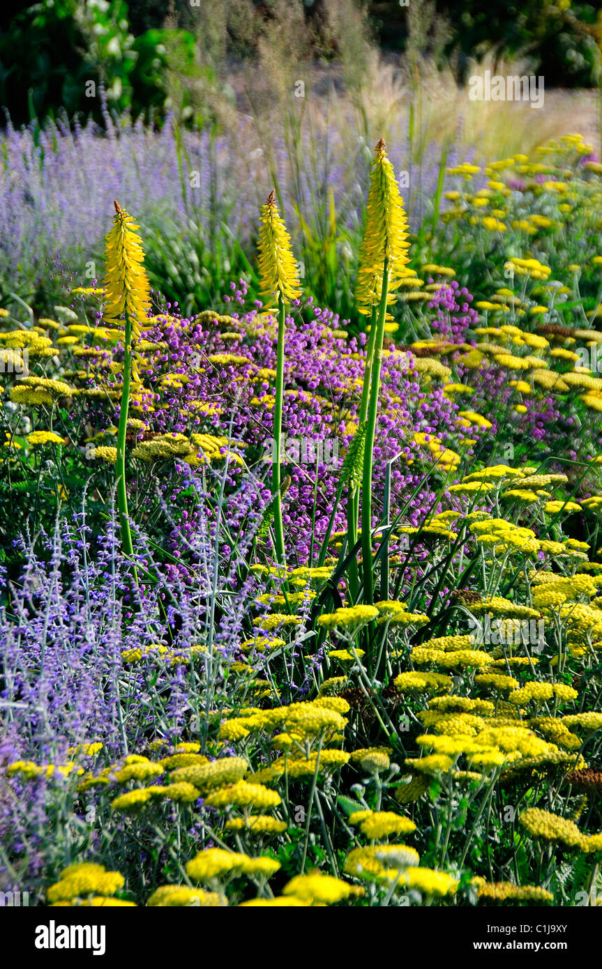 Un jardin avec gravier jaune, bleu et mauve fleurs , Royaume-Uni Banque D'Images