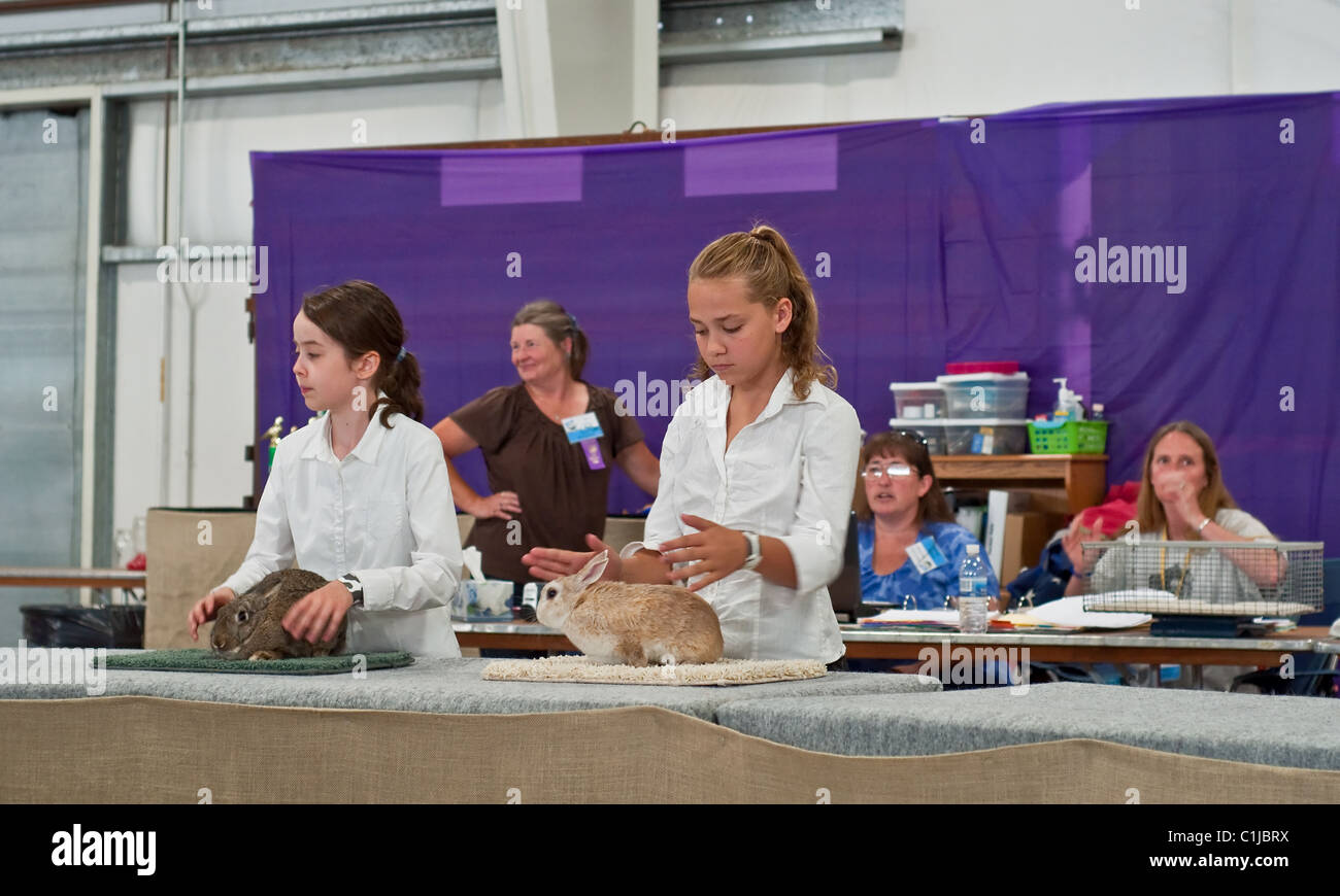 Ces filles sont en 4H et participent à la foire du comté de Linn show lapin. Ils se préparent pour le juge de faire concurrence. Banque D'Images