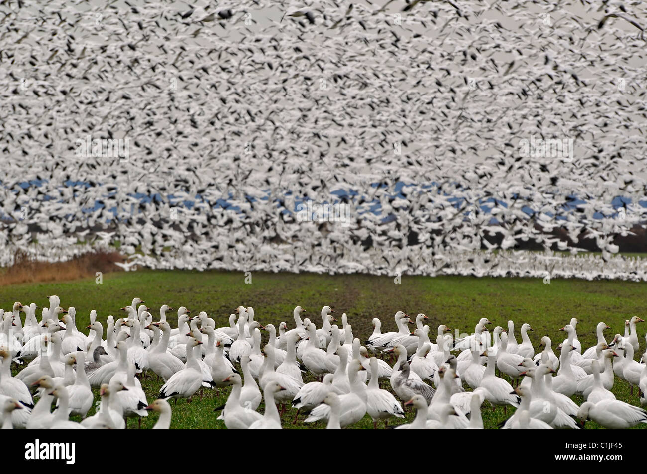 C'est un troupeau d'oies blanches sauvages sur l'île de sapin dans Skagit County, Washington a connu la migration de place. Littéralement des milliers. Banque D'Images