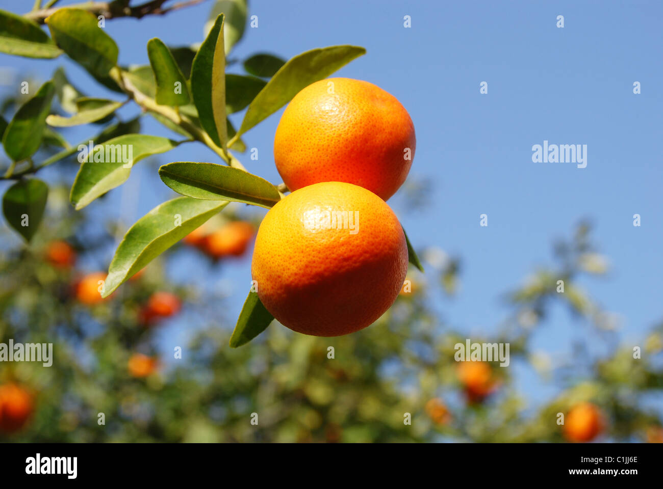 Une paire de mandarines mûres sur un arbre sur fond de ciel bleu Banque D'Images