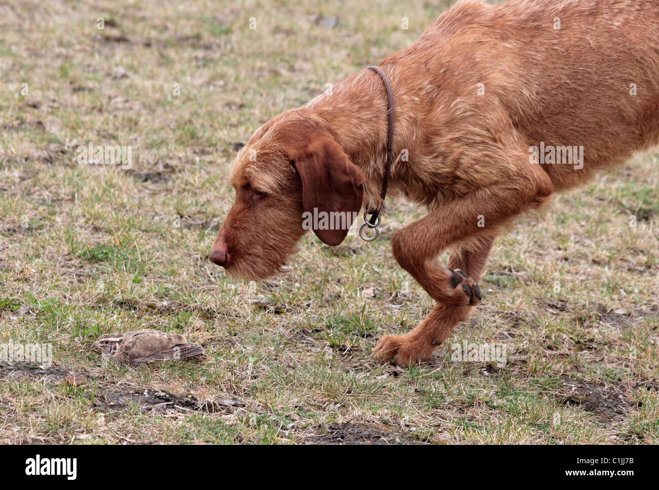 La caille et le chien hunter Banque D'Images
