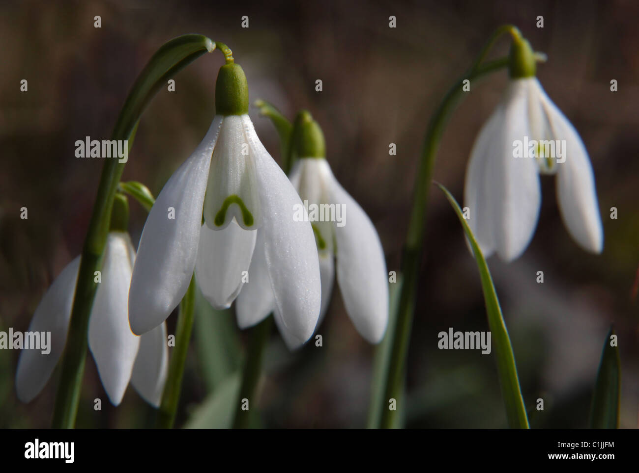 Perce-neige fermer shot. Banque D'Images