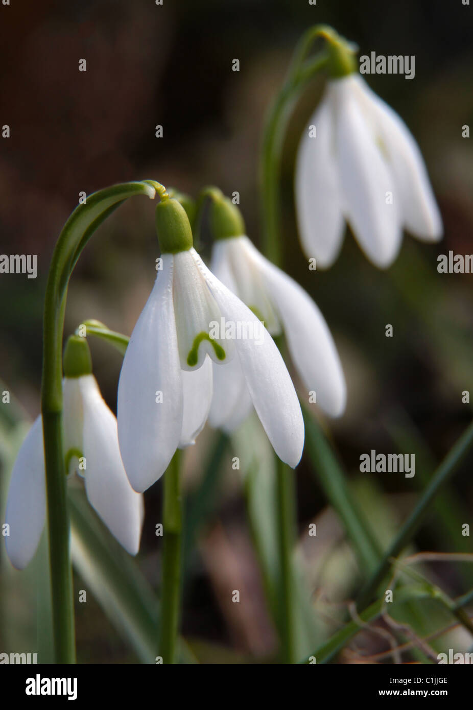 Perce-neige fermer shot. Banque D'Images