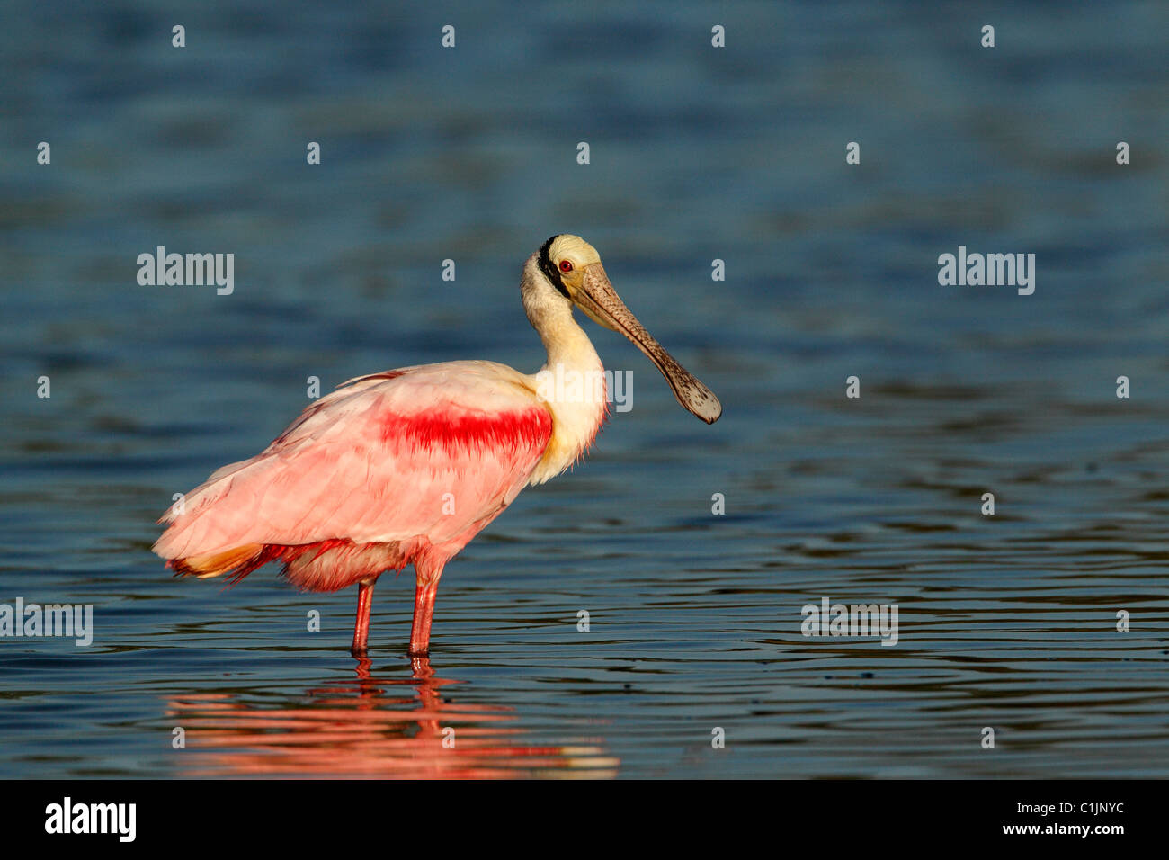 Roseate Spoonbill (Ajaja ajaja) Banque D'Images