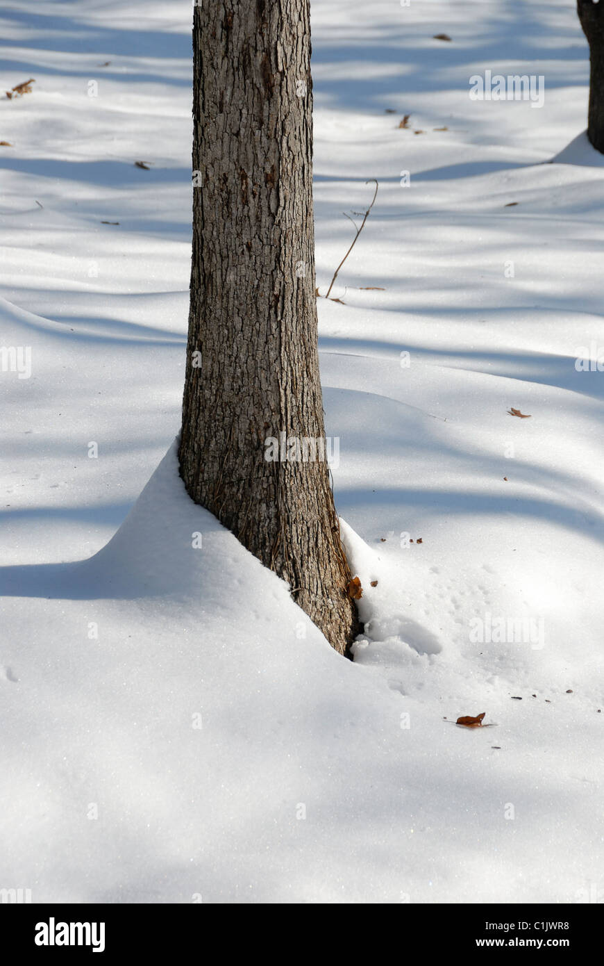 Base de tronc d'arbre de chêne recouvert de neige Banque D'Images