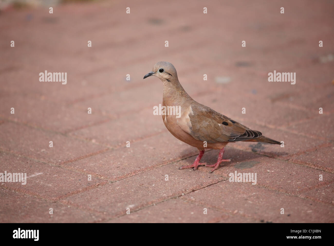 Zenaida auriculata Eared Dove (vinaceorufa) Banque D'Images