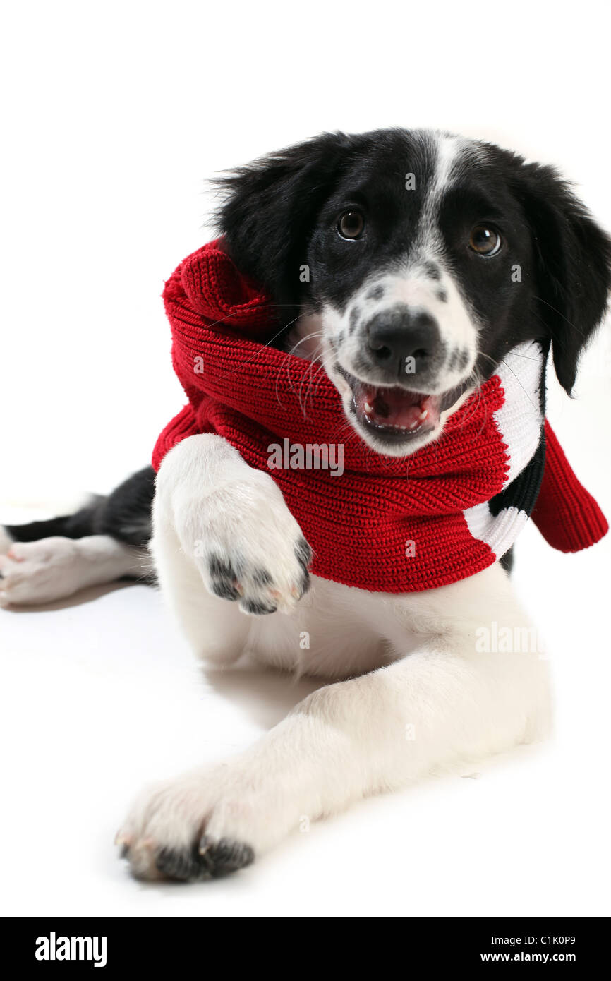 Chiot portant un foulard Banque D'Images