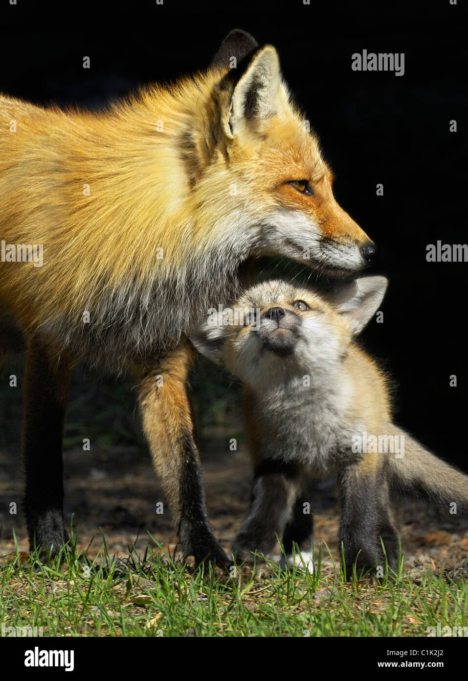 Red Fox bébé essaie d'obtenir l'attention de la mère. Banque D'Images