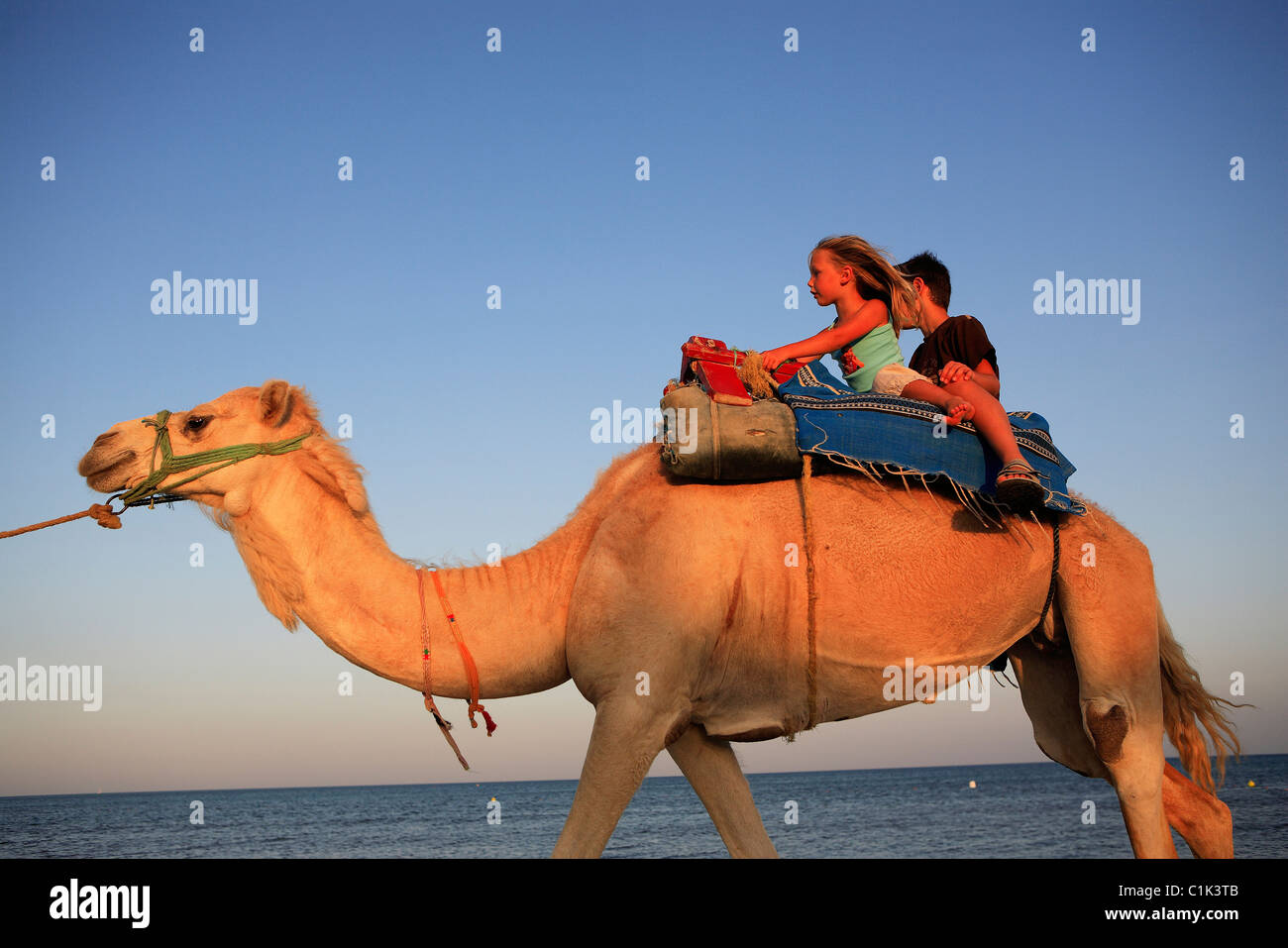 Tunisie, Hammamet, en chameau sur la plage au coucher du soleil Photo Stock  - Alamy