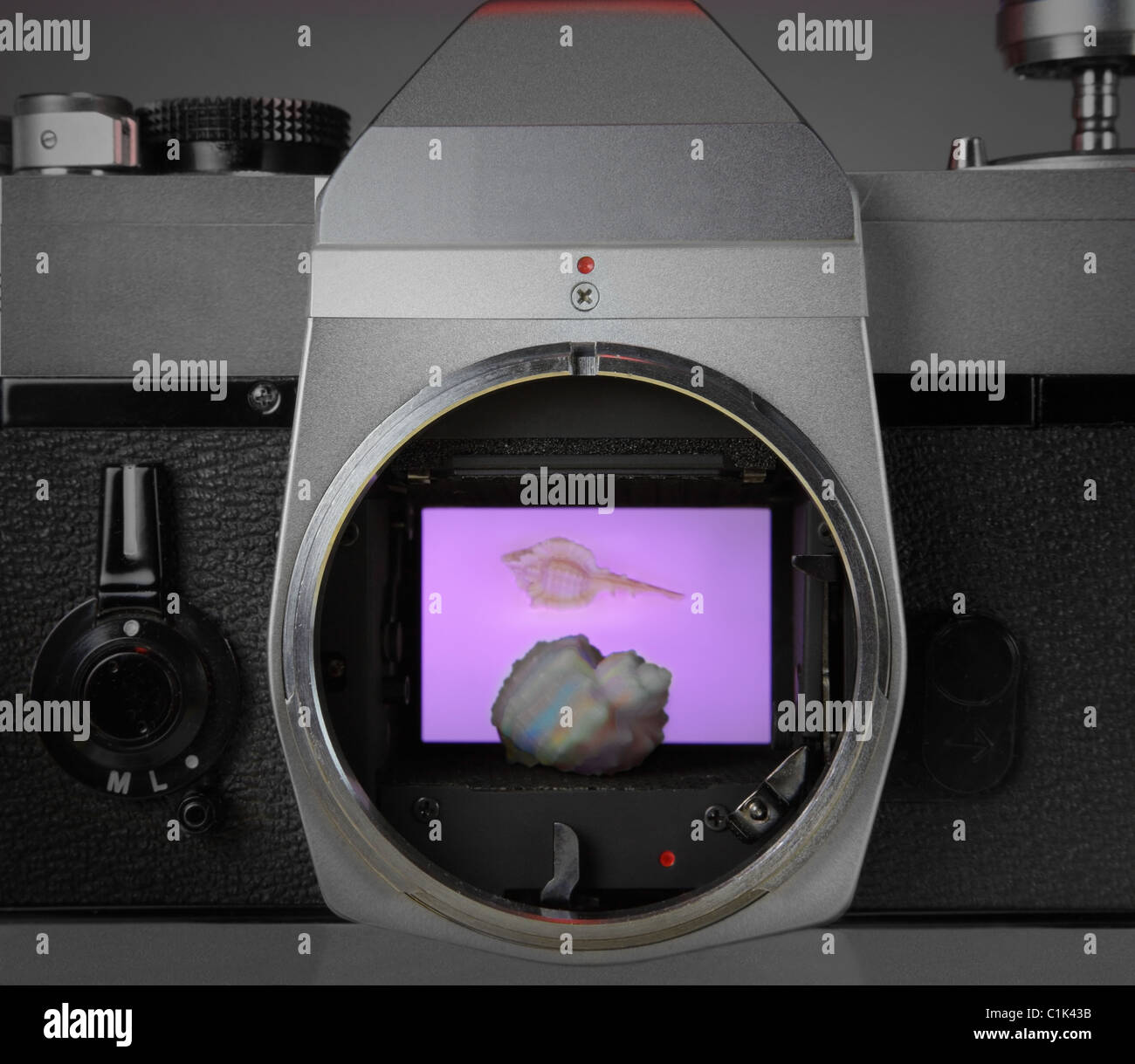 Une vue d'un seashell multicolore vu Insight un appareil-photo de film de 35 mm. Banque D'Images