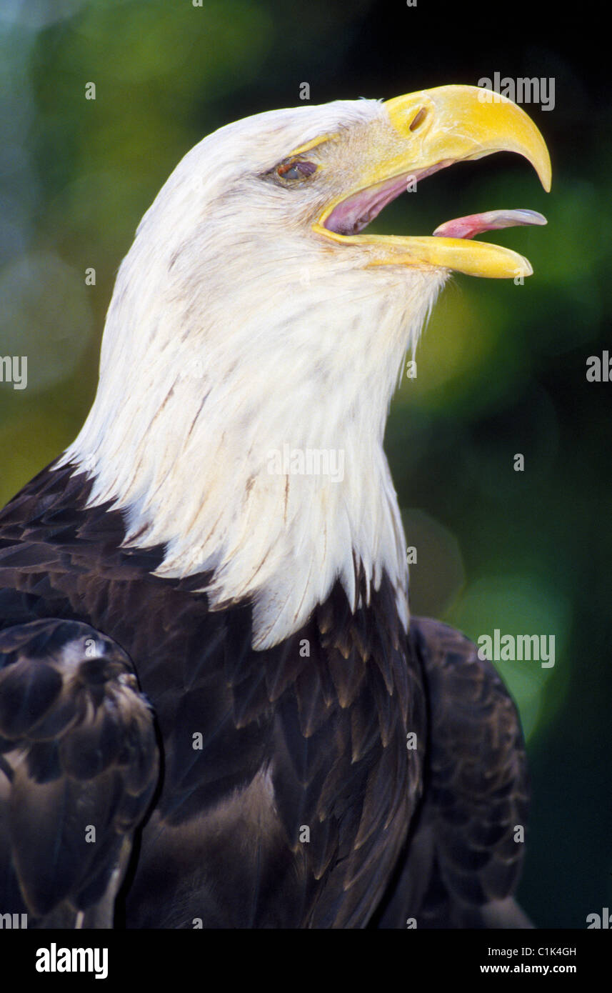 Ce Pygargue à tête blanche américaine qui a perdu ses yeux sur une blessure est dans un centre de réadaptation en Floride parce qu'il n'est plus en mesure de chercher des proies. Banque D'Images