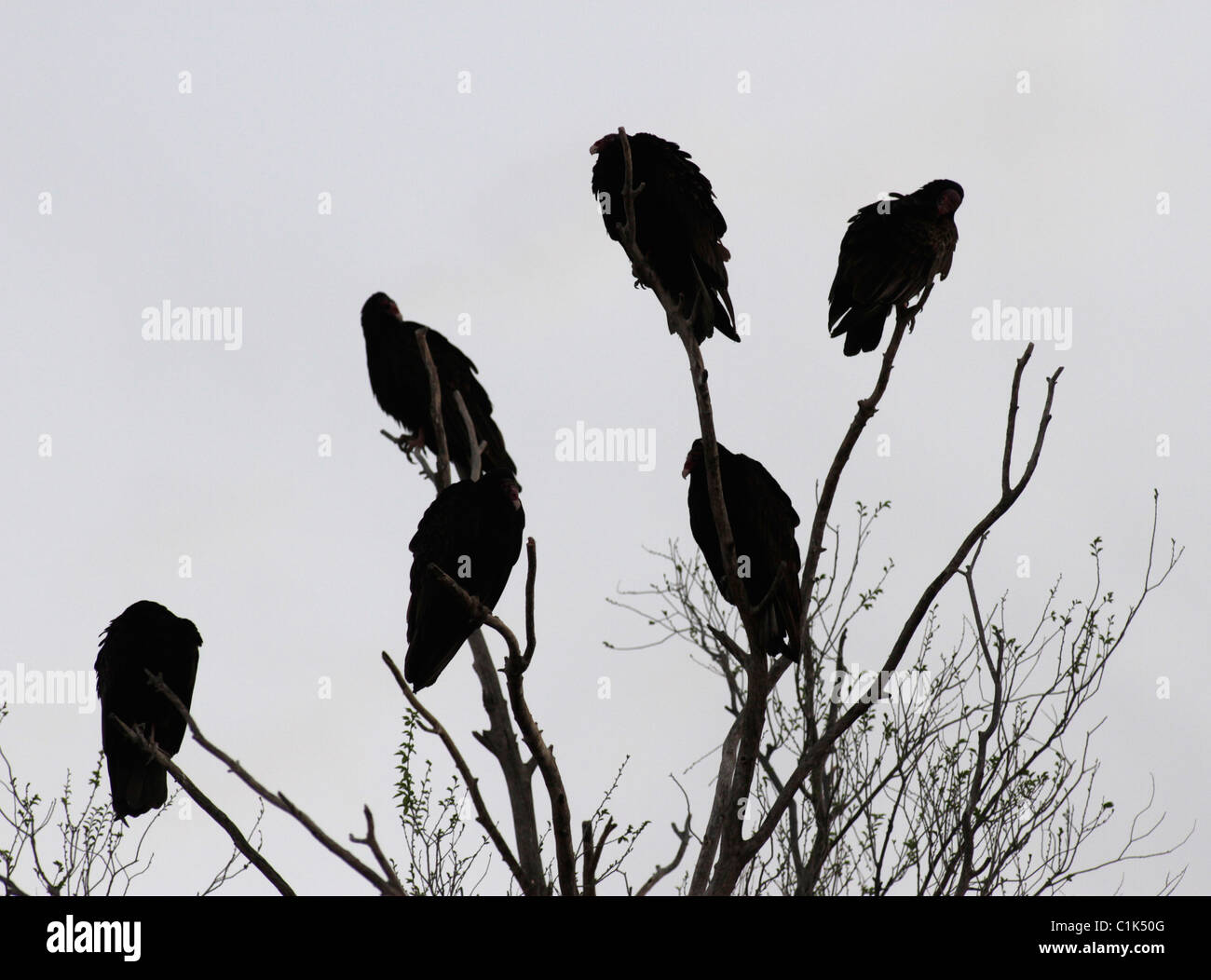 L'Urubu à tête rouge (Cathartes aura) dans l'ouest du Texas, dans la pointe nord de la désert de Chihuahuan. Banque D'Images