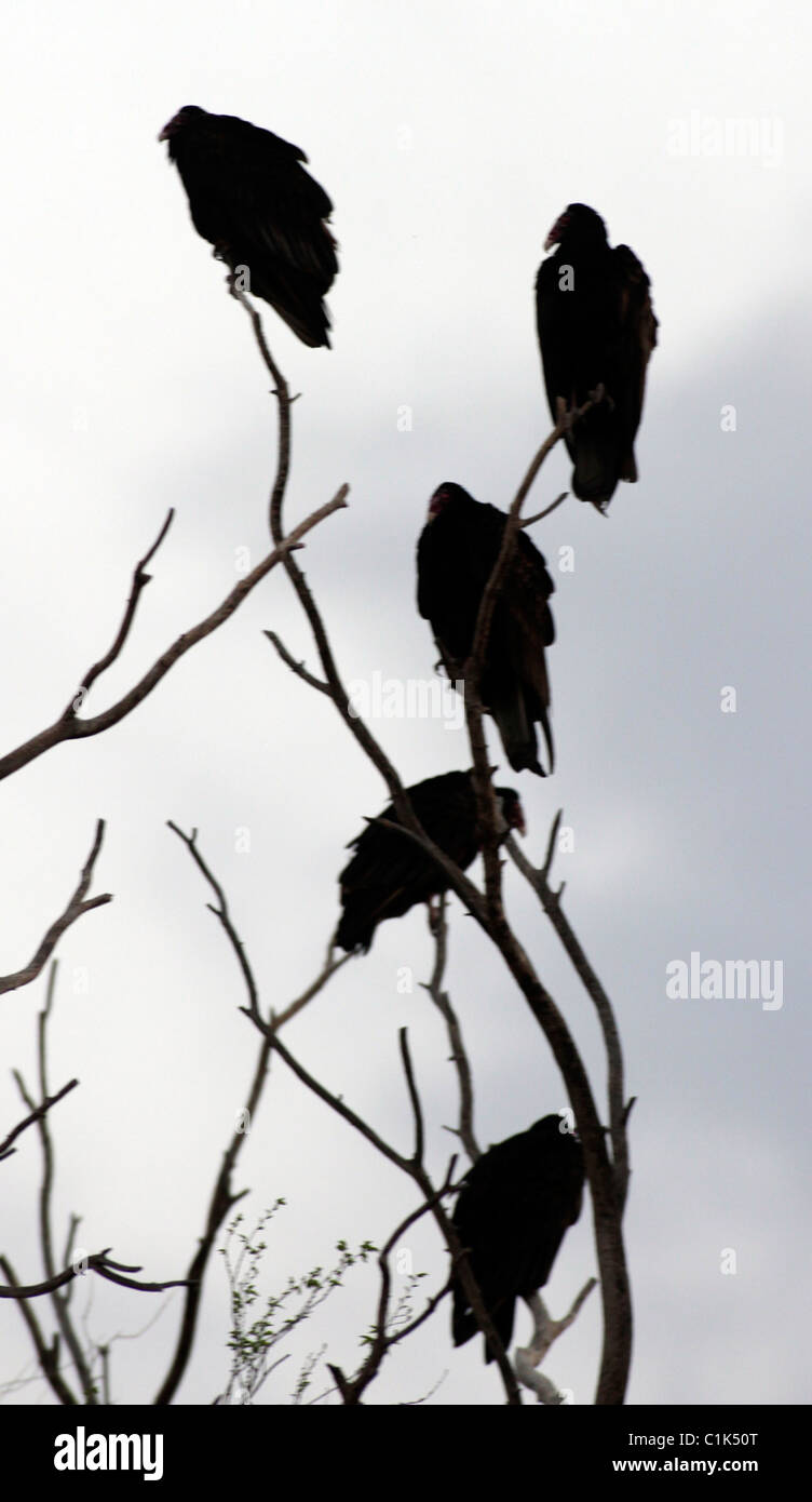Urubu à tête rouge (Cathartes aura) dans l'ouest du Texas, dans la pointe nord de la désert de Chihuahuan. Banque D'Images
