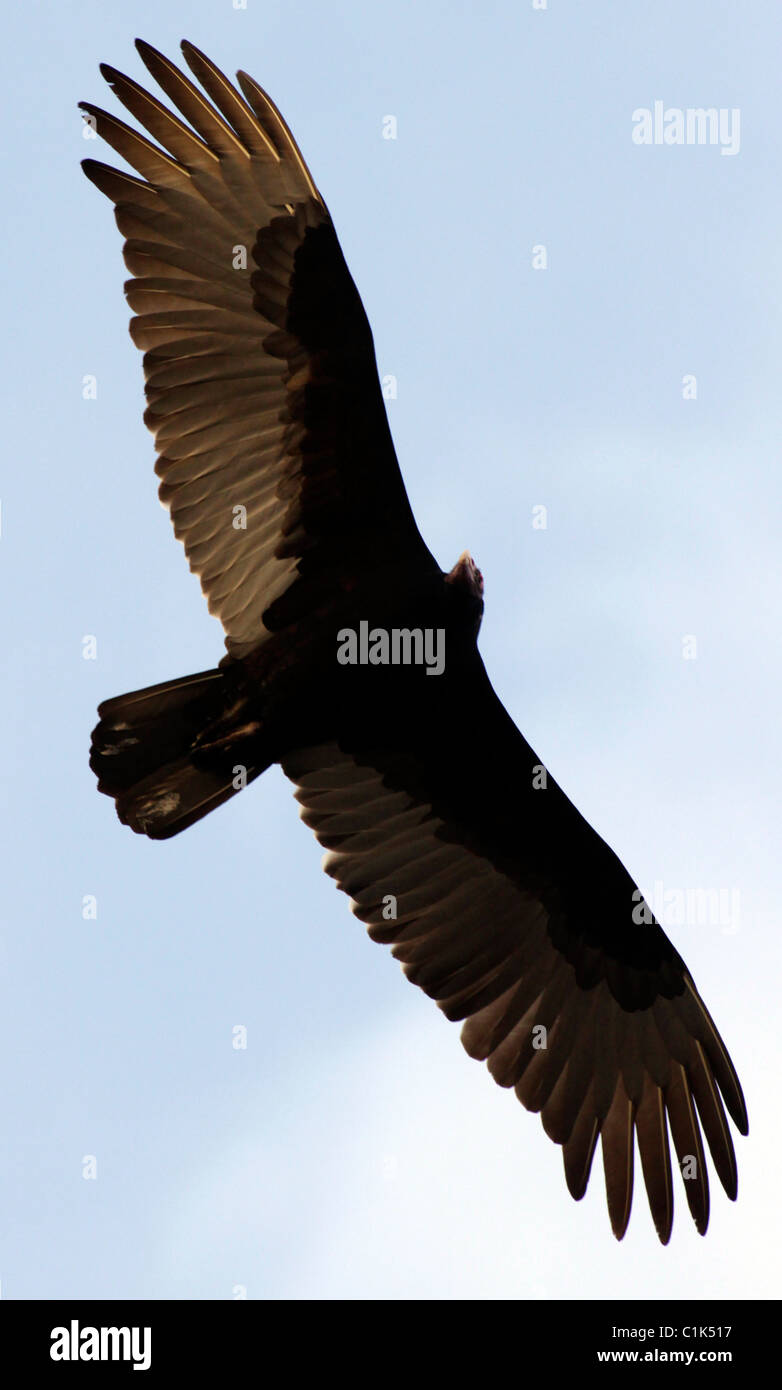 Urubu à tête rouge (Cathartes aura) dans l'ouest du Texas, dans la pointe nord de la désert de Chihuahuan. Banque D'Images